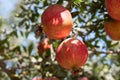 Ripe Colorful Pomegranate Fruit on Tree Branch. Red pomegranate Royalty Free Stock Photo