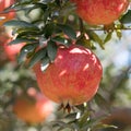 Ripe Colorful Pomegranate Fruit on Tree Branch. Red pomegranate