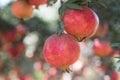 Ripe Colorful Pomegranate Fruit on Tree Branch. Red pomegranate Royalty Free Stock Photo