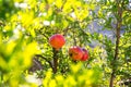 Ripe colorful pomegranate fruit on tree branch