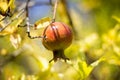 Ripe Colorful Pomegranate Fruit on Tree Branch. Royalty Free Stock Photo