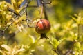 Ripe Colorful Pomegranate Fruit on Tree Branch . Royalty Free Stock Photo