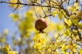 Ripe Colorful Pomegranate Fruit on Tree Branch . Royalty Free Stock Photo