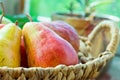 Ripe colorful red and yellow organic pears in wicker basket on garden table by window, flowers in pots, green background