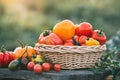 Ripe colorful tomatoes in a basket. Organic food.
