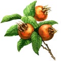 Ripe common medlar fruit, loquat, mespilus germanica, isolated, watercolor illustration Royalty Free Stock Photo