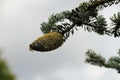 an almost ripe cone of a conifer with drops of resin