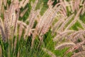 Ripe cones in field Royalty Free Stock Photo