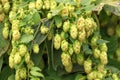 Cones of aromatic hops hang down in dense racemes