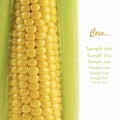 Ripe corn Royalty Free Stock Photo