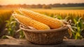 Ripe corn in a basket against the background of a field agriculture banner