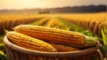 Ripe corn in a basket against the plant of a field agriculture banner organic