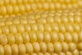 a ripe corn cob covered with water drops Royalty Free Stock Photo