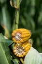 Ripe corn cob cross section