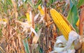 Ripe corn Royalty Free Stock Photo