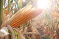 Ripe corn cob in the field is dry and ready for harvest Royalty Free Stock Photo