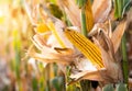 Ripe corn on the cob in a field Royalty Free Stock Photo