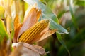 Ripe corn on the cob in a field Royalty Free Stock Photo