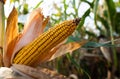 Ripe corn on the cob in a field Royalty Free Stock Photo