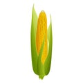 Ripe corn cob with golden grains and green leaves isolated on white background. Design element Royalty Free Stock Photo