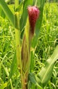 Ripe corn cob on the green summer field