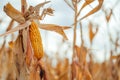 Ripe corn on the cob on maize crop stalk in autumn ready for harvest Royalty Free Stock Photo