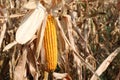 Corn cob with many yellow seed of maize Royalty Free Stock Photo