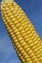 Ripe corn cob in summertime