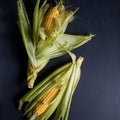 Ripe corn cobs on a black background. Royalty Free Stock Photo