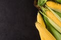 Ripe corn cobs Royalty Free Stock Photo