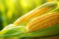 Ripe Corn Cobs Royalty Free Stock Photo