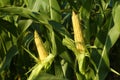 Ripe corn cobs in field Royalty Free Stock Photo