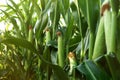Ripe corn cobs in field Royalty Free Stock Photo