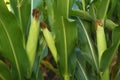 Ripe corn cobs in field on day Royalty Free Stock Photo