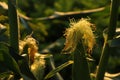 Ripe corn cobs in field on sunny day, closeup Royalty Free Stock Photo