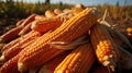 Harvested corn cobs in a cornfield