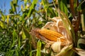 Ripe corn cobs in the middle of plantation Royalty Free Stock Photo