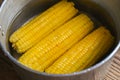 Ripe corn cobs sweetcorn for food, steamed or boiled sweet corn cooked in hot pot Royalty Free Stock Photo