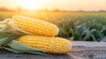 Ripe corn cobs on wooden table at sunset Royalty Free Stock Photo