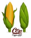 Ripe corn Royalty Free Stock Photo