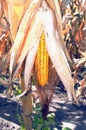 Ripe corn