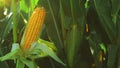 Ripe Corn Ear in Agricultural Cultivated Field in Harvest Season ready for picking, Steady full HD 1920x1080 footage