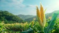 A Ripe Corn Ear in Sunshine. AI generated Royalty Free Stock Photo