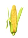 Ripe corn ear