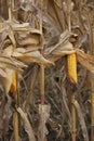 Ripe corn ears