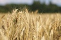 Ripe corn ears in summer field Royalty Free Stock Photo