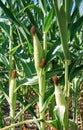 Ripe corn in the field Royalty Free Stock Photo