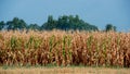 Ripe corn field and blue sky, rural landscape Royalty Free Stock Photo
