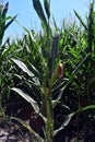 A Ripe corn in the field of farmland wait for harvest