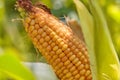 Ripe corn in the field of farmland wait for harvest